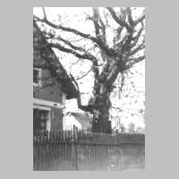 113-0025 Der grosse Kastanienbaum neben dem Wohnhaus von Mallunat in Weissensee.jpg